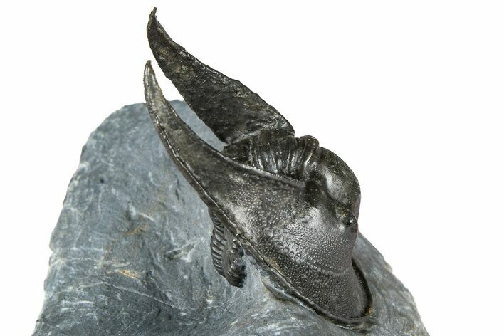 Enrolled Scotoharpes Trilobite - Boudib, Morocco #363012